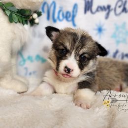 Pembroke Welsh Corgi Puppies from Arrowleaf Corgis