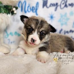 Pembroke Welsh Corgi Puppies from Arrowleaf Corgis