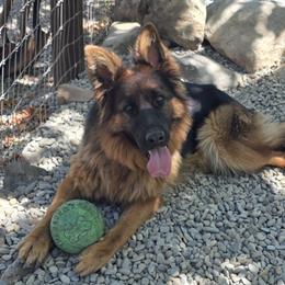 Estrella - German Shepherd