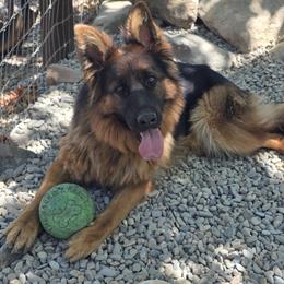 Estrella - German Shepherd