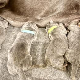 Neapolitan Mastiffs from San Diego Mastiff