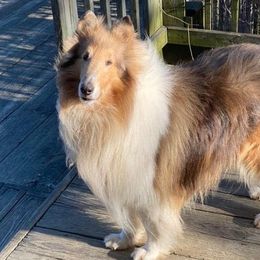 Quinn - Collie