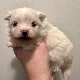 Arthur - White male Pomeranian puppy in Springfield, Missouri from Hope Mountain Pomeranians
