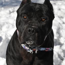 Shady - Cane Corso