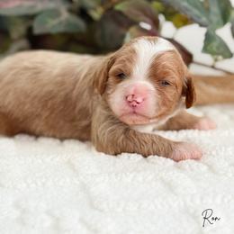 Ron F1b - Apricot male Cavapoo puppy in Wamego, Kansas from Doodles of Oz