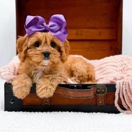 Loretta - Apricot female Cavapoo puppy in North Carolina from NC Doodle Puppies