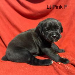 Pink Collar N - Black female Cane Corso puppy in Paris, Texas from Knucklehead Cane Corso