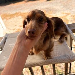 Dolly - Dapple female Dachshund puppy in Brunswick, Georgia from Teenie Tiny Dachshunds