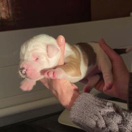 Boy 3 - White and tan male American Bulldog puppy in La Porte, Indiana from Slayton's American Bulldogs