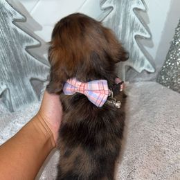 Ruby - Dapple female Dachshund puppy in North Fort Myers, Florida from Trust Fund Devil Kennel