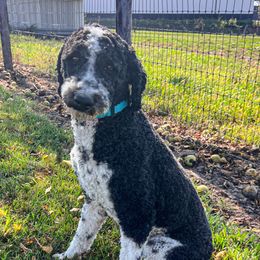 Gunner - Poodle