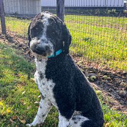 Gunner - Poodle