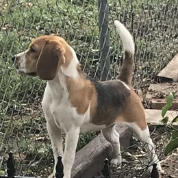 Aurora  - Beagle