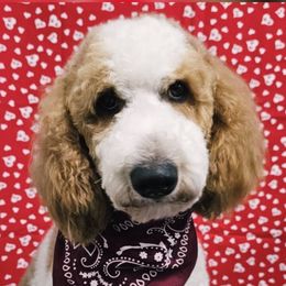 Shophie - Goldendoodle