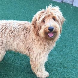 Dakota - Goldendoodle