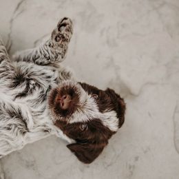 Wirehaired Pointing Griffon Puppies from Double Barrel Griffons
