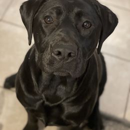 Labrador Retriever All Grown Up from Royal Ridge Labs
