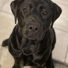 Labrador Retriever All Grown Up from Royal Ridge Labs