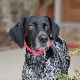 German Shorthaired Pointers from Country-Side Breeders