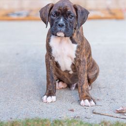 Barkley (Yellow) - Brindle male Boxer puppy in Georgia from Stephanie’s Boxers