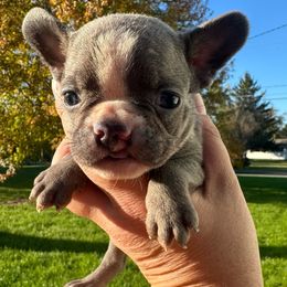 Boy 5 - French Bulldog puppy from Frenchies Du Jour