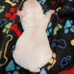 Girl 2 - White female Bulldog puppy in Cannon Falls, Minnesota from Pattys Boxers and Bulldogs