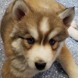Siberian Huskies from Redneck Unlimited Kennels