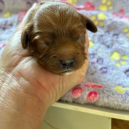 Waffle - Red female Cavapoo puppy in Adrian, Oregon from ApplebyFarm