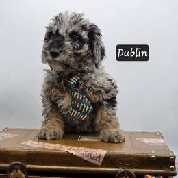 Dublin - Blue merle Bernedoodle puppy in Neillsville, Wisconsin from Granton Creek