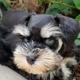 Miniature Schnauzers from Starry Sky Schnauzers