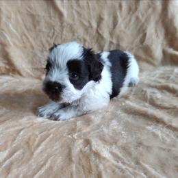 Seymour - Parti male Miniature Schnauzer puppy in Diana, Texas from Happy Pawz Schnauzers