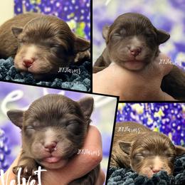 (5) Velvet, RTF - Red tri-color female Miniature American Shepherd puppy in Huntington, Texas from JKKJ Farms, LLC