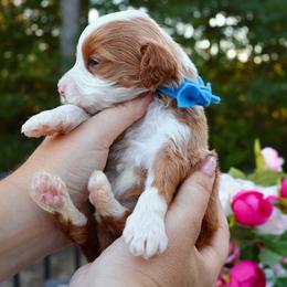 Briggs - Navy - Red  male Goldendoodle puppy in Ruthorfordton, North Carolina from Duncan Doodles Goldendoodles