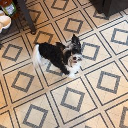 Norm - Yorkshire Terrier