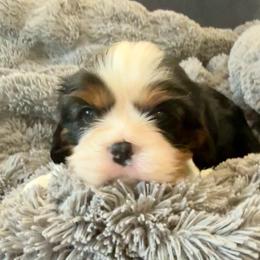 Clover - Tri-color male Cavalier King Charles Spaniel puppy in Huntington Beach, California from Russell Cavailers
