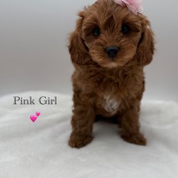 F1 Cavapoo - Red female Cavapoo puppy in Belgrade, Montana from 406springhilldoodles
