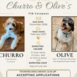 Cavapoo puppies from Walk with Me Doodles