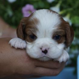Wrenna - Blenheim female Cavalier King Charles Spaniel puppy in Lula, Georgia from Cavaliers by Crumley