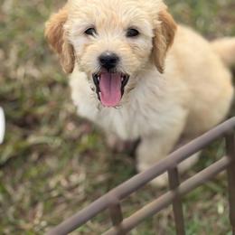 Ladybug - Cream female Goldendoodle puppy in Ambrose, Georgia from Brandilyn's Aussies