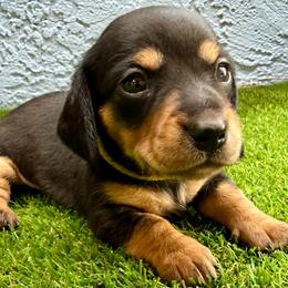 Yellow collar black and tan girl - Black and tan female Dachshund puppy in Orlando, Florida from Weiner Wunderland of Central Florida
