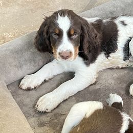 English Springer Spaniel Puppies from Desert Shadow Springers