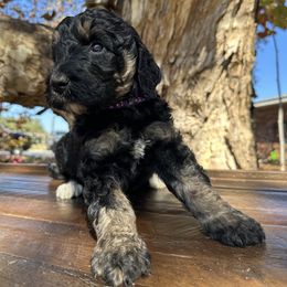 KAPALUA - Phantom female Goldendoodle puppy in Fruitland Park, Florida from Mount Doodles