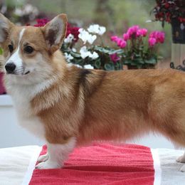Pembroke Welsh Corgi Puppies from Cattal Corgis