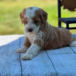 Bella - Red female Assorted Doodle Crosses puppy in Moulton, Iowa from Shondel Puppy Paws
