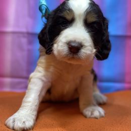 Cletus - Liver white and tan male English Springer Spaniel puppy in Crawford, Tennessee from Lilly Lane Spaniels
