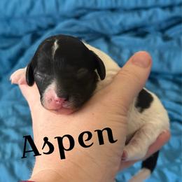 Girl 2 - Black and white female Cavapoo puppy in Sun City, Arizona from AZ Cavapoos