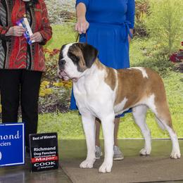 Moana - Saint Bernard