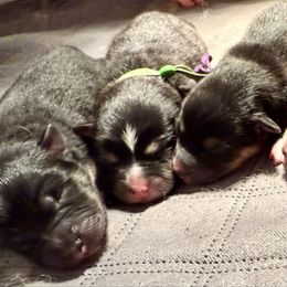 Finnish Lapphund puppies from Timberwood Paws