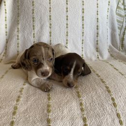 Dachshund Puppies from Destiny's Dachshunds