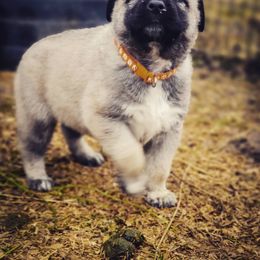 Anatolian Shepherd Dog and Australian Cattle Dog Puppies from 4D Cattle Dogs